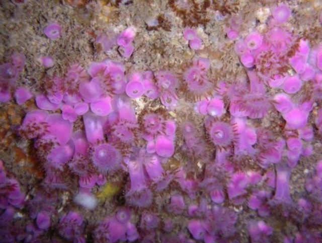  Los colores del fondo marino 